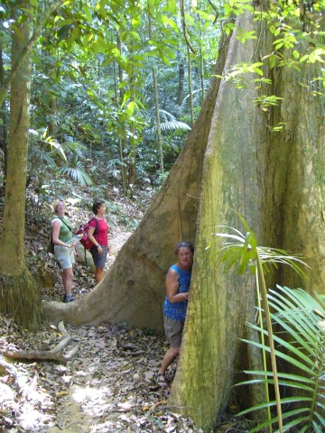 big buttress roots